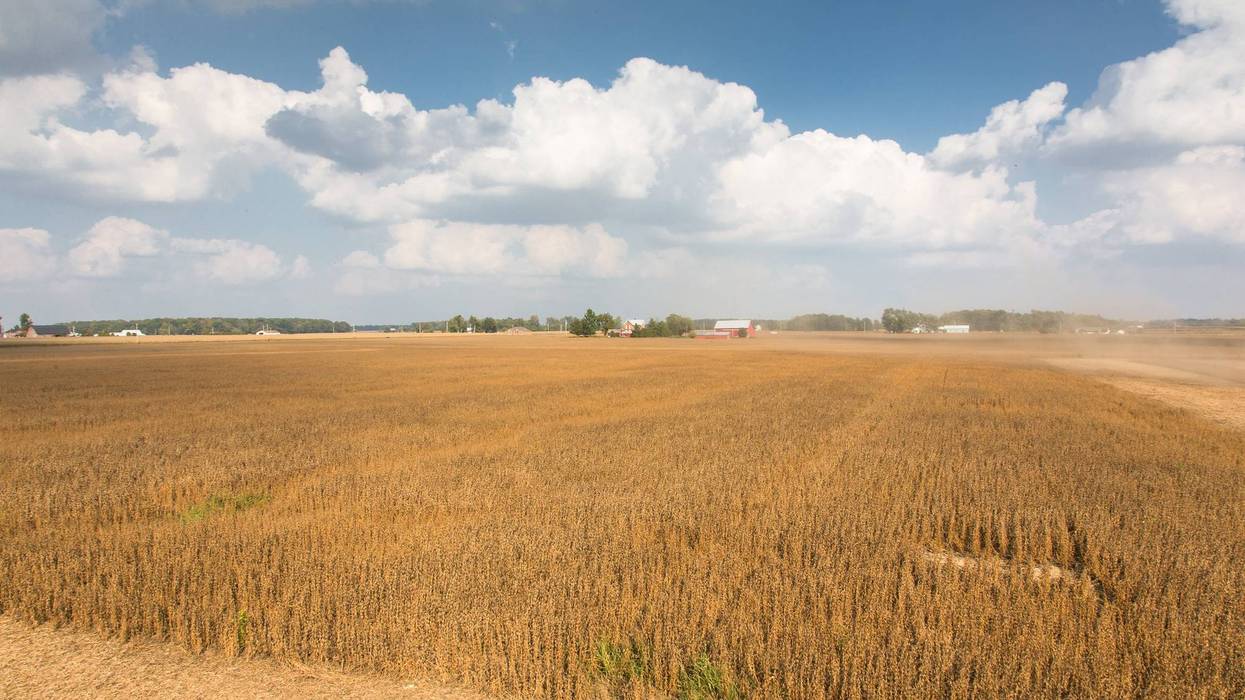 Illinois grows millions of bushels of soybeans. Why aren’t we eating them?