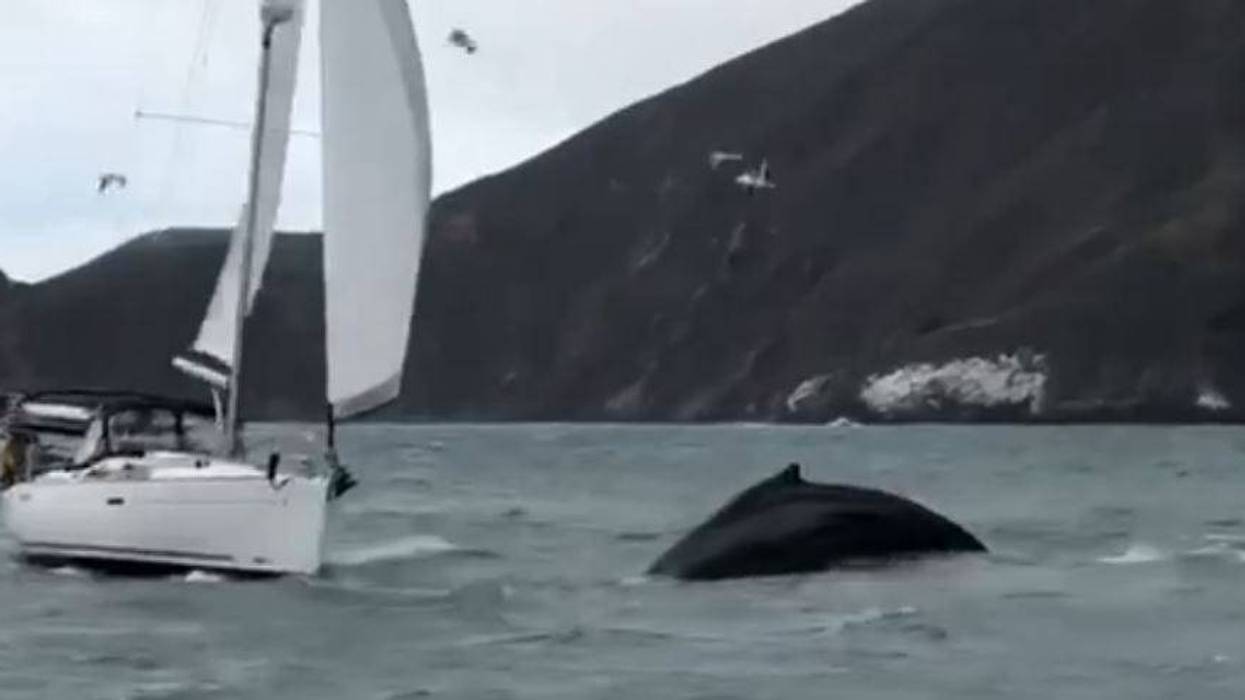 A video shared by San Francisco Whale Tours shows a sailboat that nearly struck a humpback whale in the San Francisco Bay.