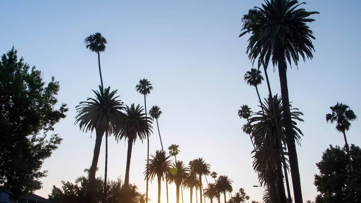 A view of palm trees during sunset in West Hollywood, California.