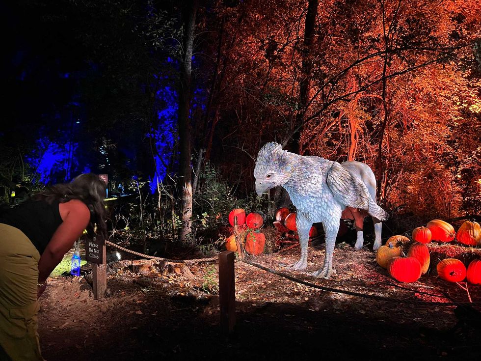 A visitor bows to Buckbeak the Hypogriff at the "Harry Potter: A Forbidden Forest Experience" at Ingleside