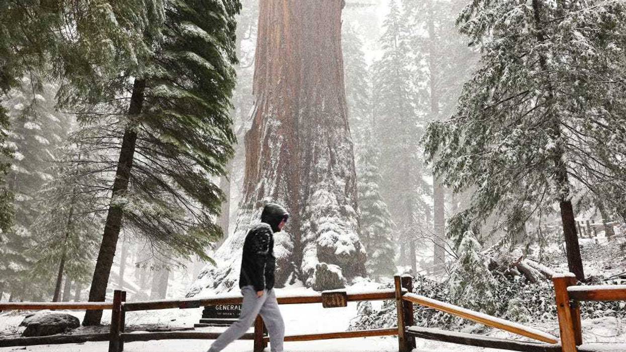 A visitor from France walks past the General Grant tree as snow falls in the Grant Grove of giant sequoia trees during an atmospheric river storm on February 01, 2024 in Kings Canyon National Park, California. The first of two atmospheric river storms is impacting California with heavy rain and snow with 20 million people in the state under flood alerts today. (Photo by Mario Tama/Getty Images)