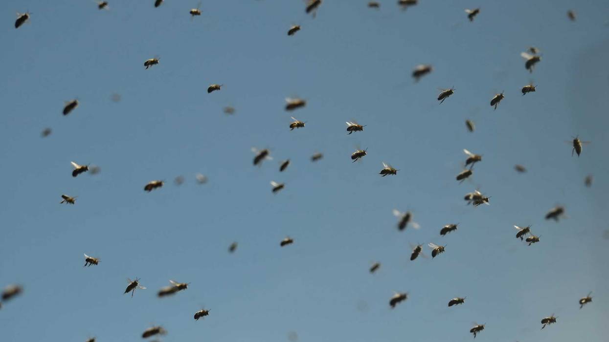 A warm of bees attacked three workers and prompted cops to warn residents to shelter in their homes in Paramus on Thursday