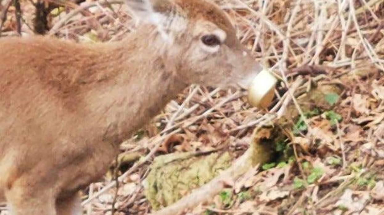 A Waterford resident who first noticed a deer in distress in his backyard on April 27 hasn't given up on helping the animal who hasn't been able to eat or graze because of a piece of trash fixed firmly over its nose and mouth.