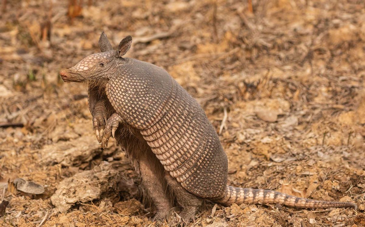 A wild armadillo.