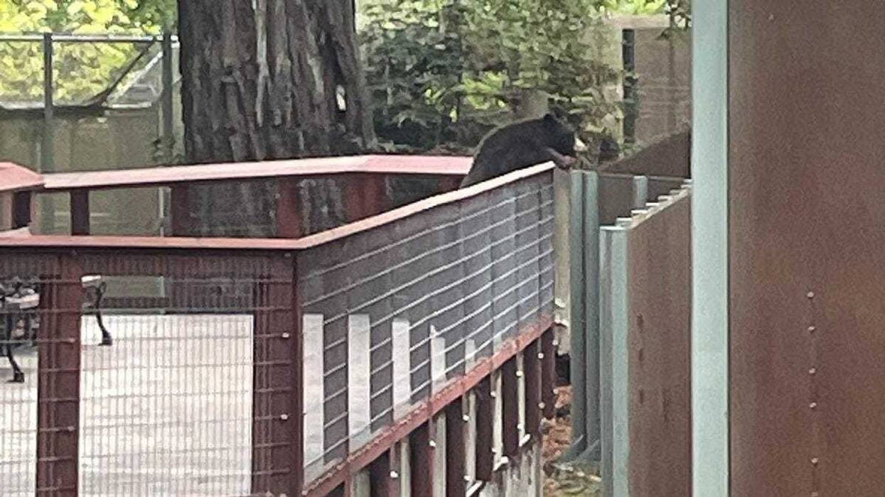 A wild young black bear wandered into the Sequoia Park Zoo in Eureka, California, this week, briefly mingling with the zoo’s resident black bears before being safely escorted out.