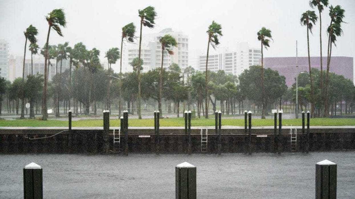 A wind gust blows palm trees at Sarasota Bay as Hurricane Ian approaches on September 28, 2022 in Sarasota, Florida.