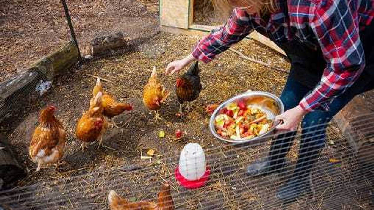 A woman feeding her backyard chickens. Wildlife Director Barb Haney with the SPCA Serving Erie County suggests people with backyard chickens consider putting a roof over their chickens to block droppings from migrating birds.