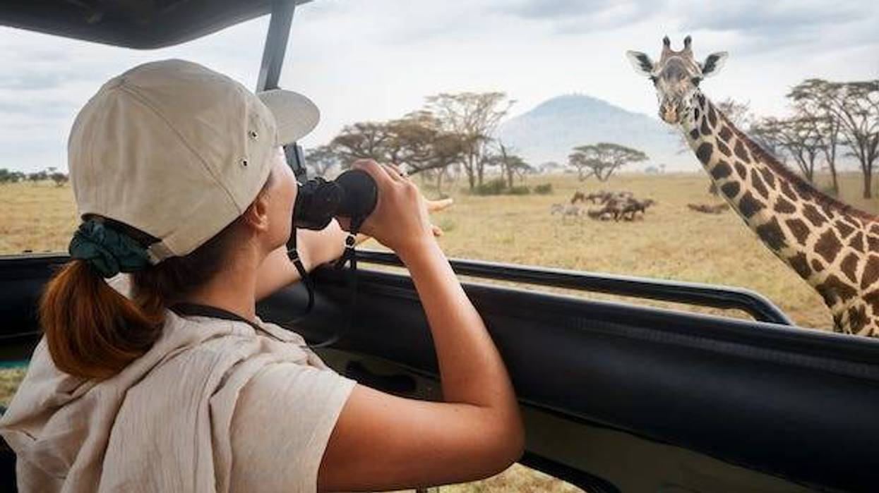 A woman on a safari watching a giraffe and antelope