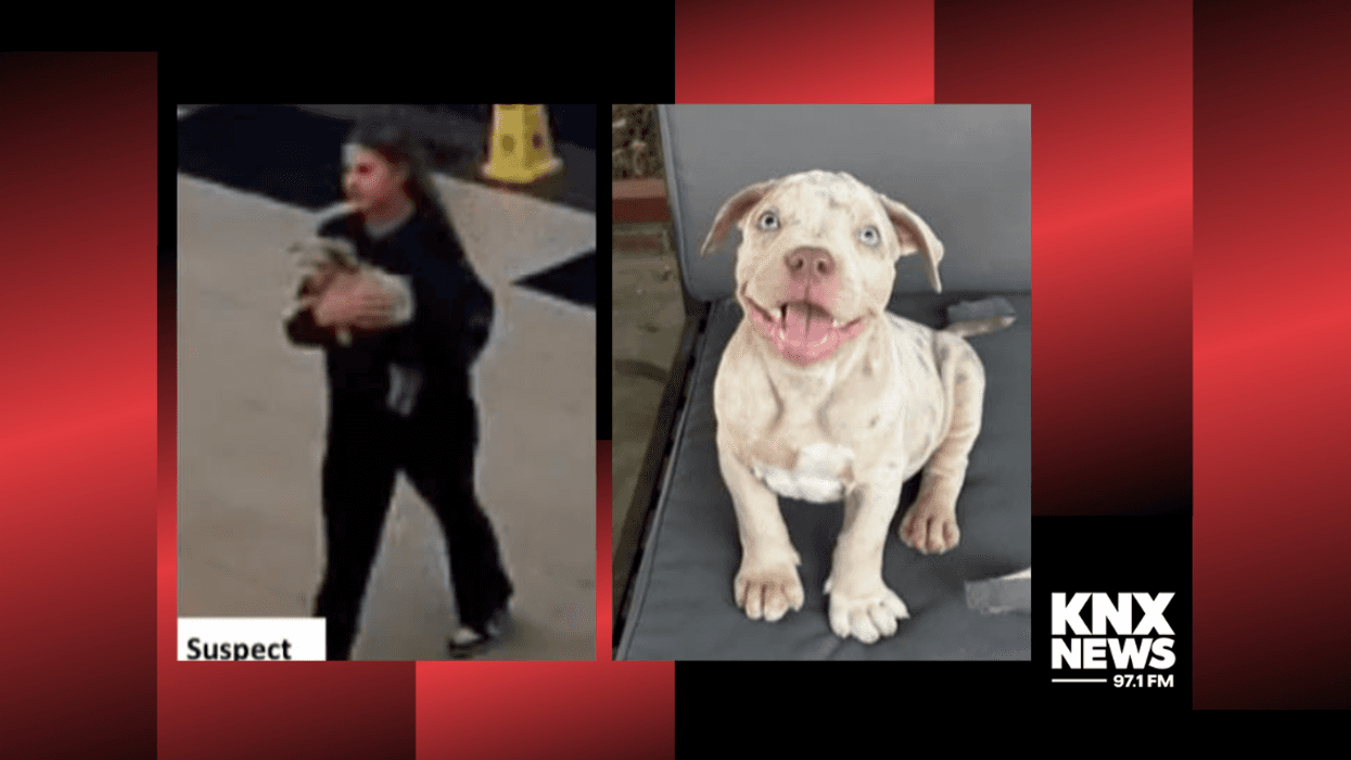 A woman walked off with a 9-week-old American Bully puppy in Cerritos after arranging to buy the dog from a seller on Craigslist, leaving the seller with a $2,000 loss.