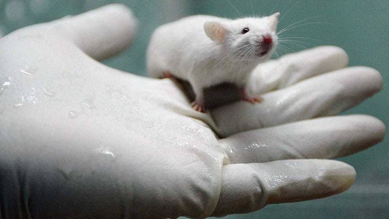 A worker holds a white rat at the State Key Laboratory of Biotherapy established by the West China Medical School of Sichuan University on August 3, 2005 in Chengdu of Sichuan Province, southwest China.