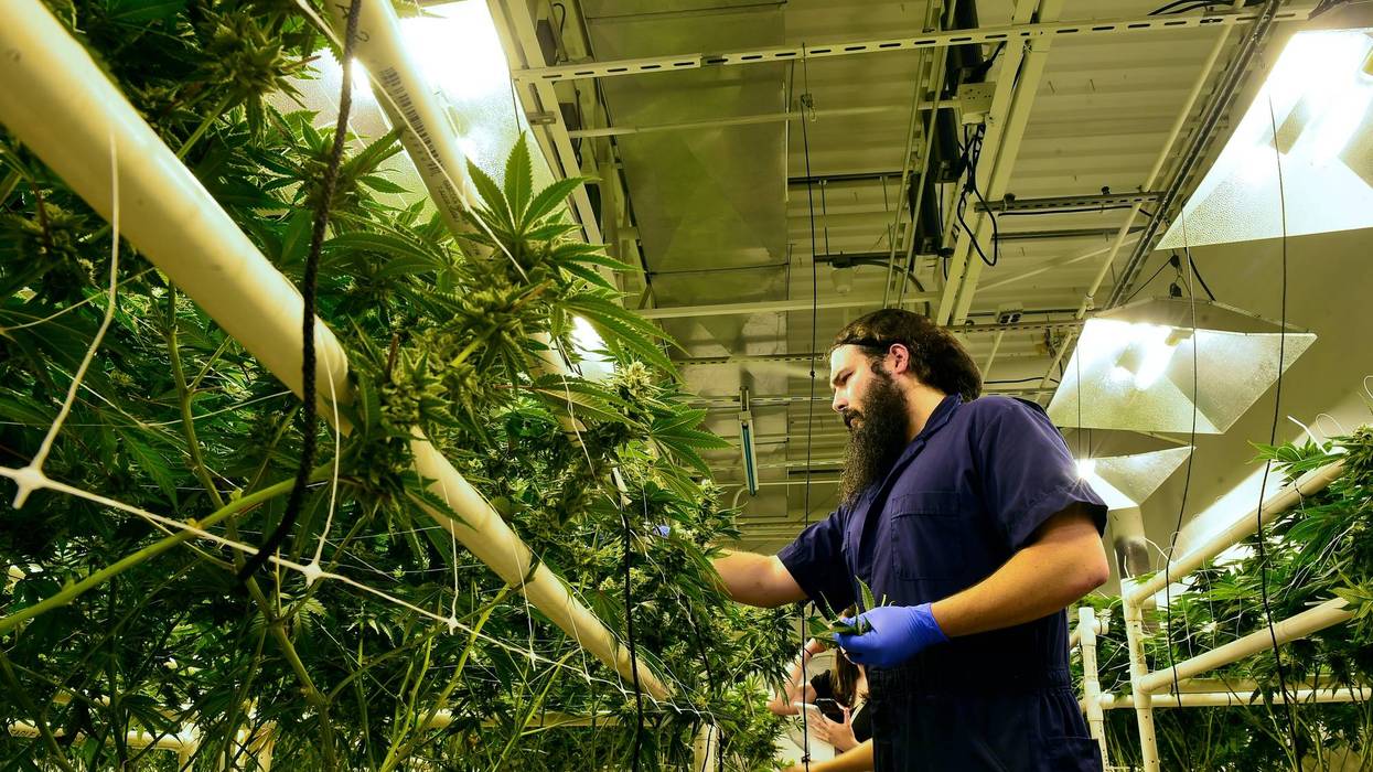 A worker tends to marijuana plants inside Garden State Dispensary in New Jersey.