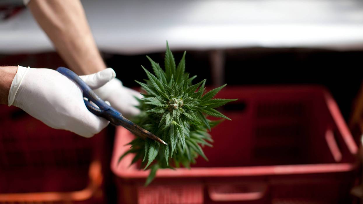 A worker trims cannabis at the growing facility.