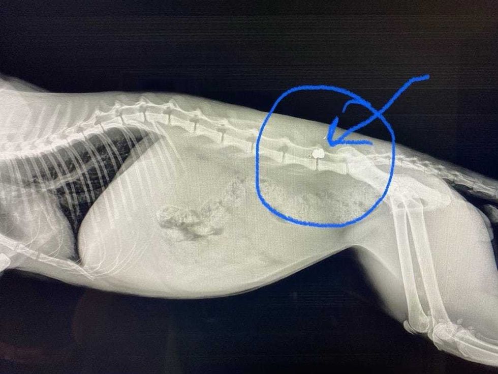 A x-ray of the cat rescued on Long Island Friday, showing a pellet lodged in its spine.