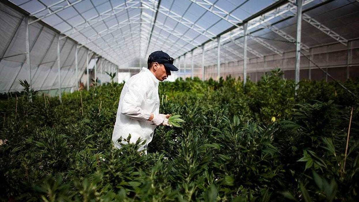 A year into legal recreational cannabis in Minnesota, the state still isn't totally open for business as the new office of Cannabis Management looks to get the final pieces in place.