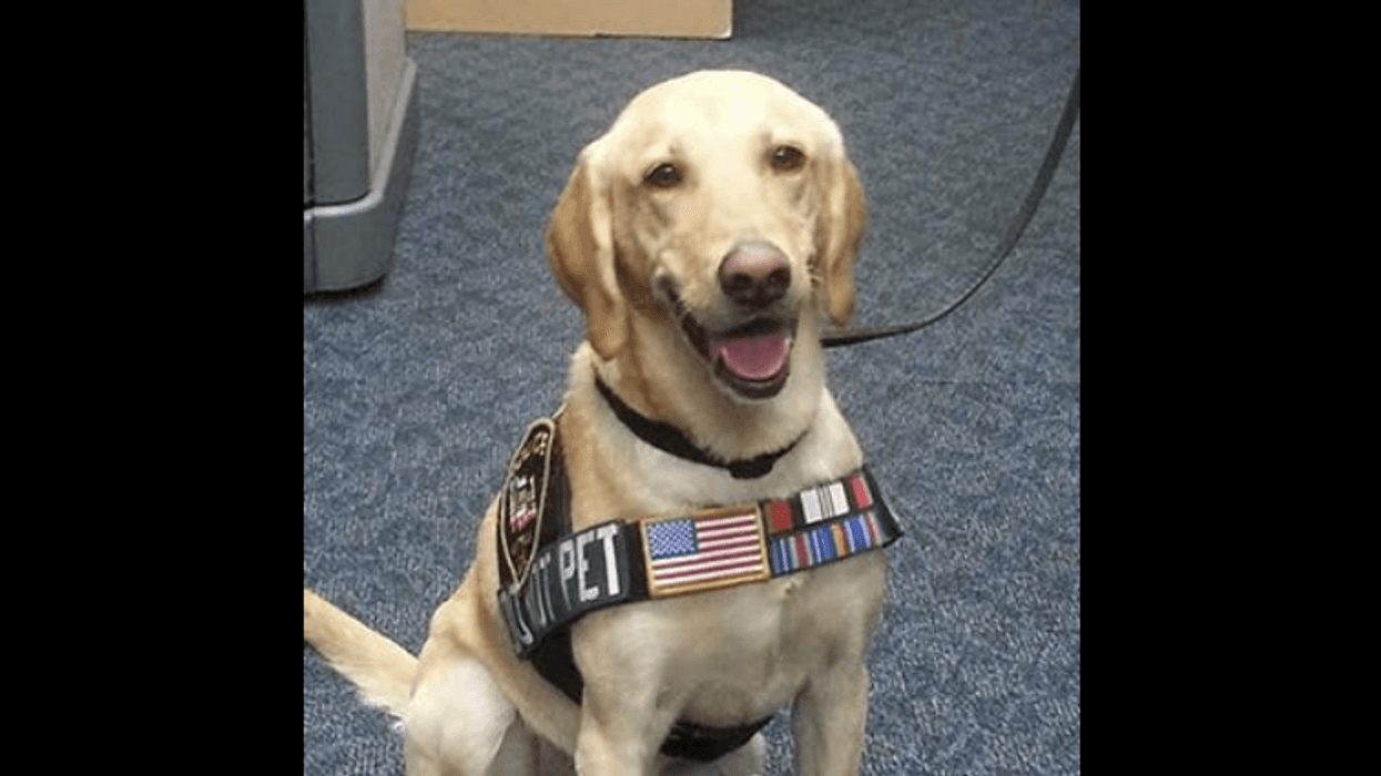 A yellow lab named Staff Sergeant Summer named 'Military Dog of the Year'