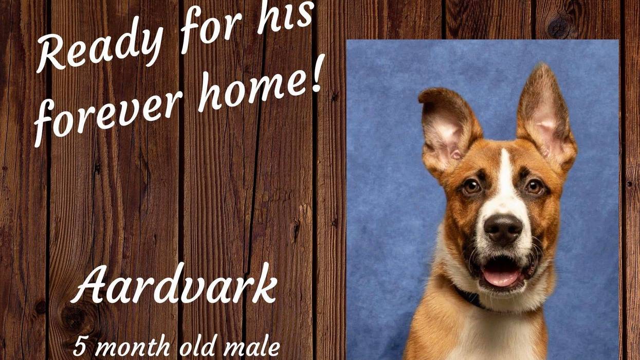 Aardvark, a five month old brown and white large mixed breed dog up for adoption at ARE Animal Rescue's Banning shelter