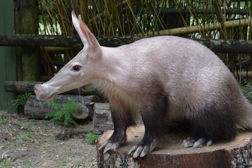 Aardvark