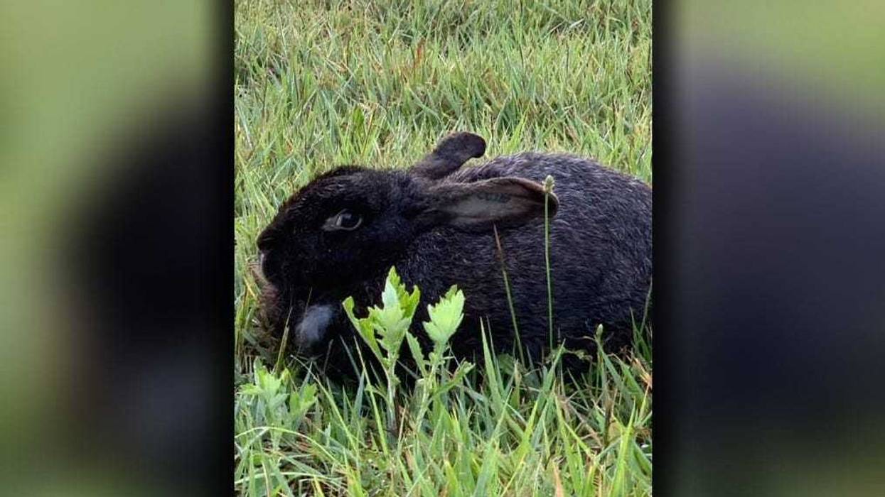 Abandoned Bunny