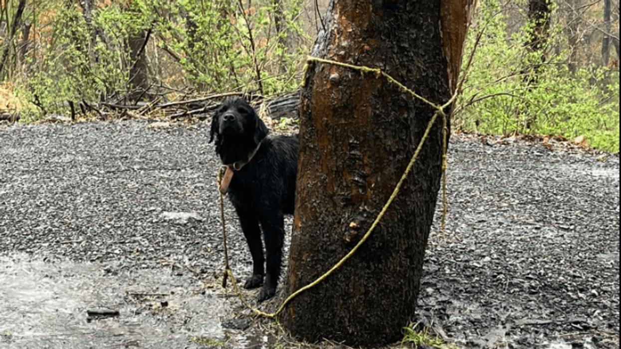 Abandoned dog in McCandless