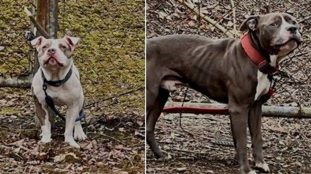 Abandoned dogs in West Mifflin