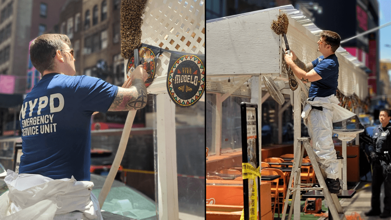 About 2,000 bees were removed from a restaurant on W. 46th Street, near Seventh Avenue, on Sunday