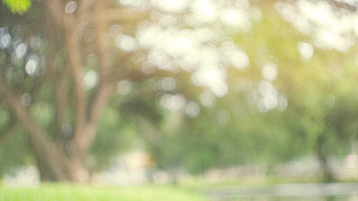 Abstract blur green park in spring outdoor background
