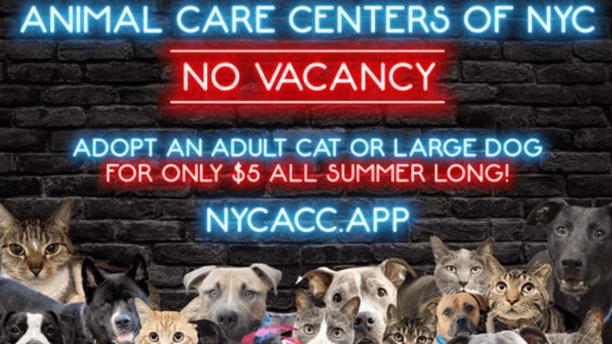 ACC at critical capacity; closes intake of cats; offering $5 adoptions