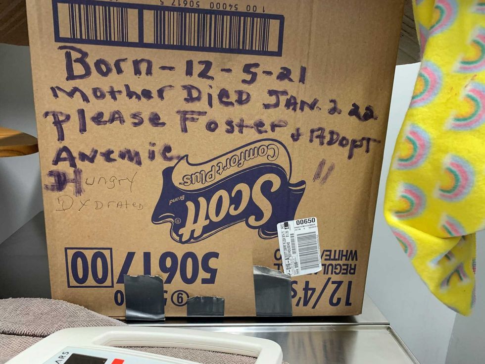 According to the handwritten message written on the box, the kittens