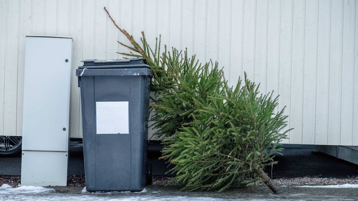 According to the Nature Conservancy, some 10 million live Christmas trees end up in landfills every year.