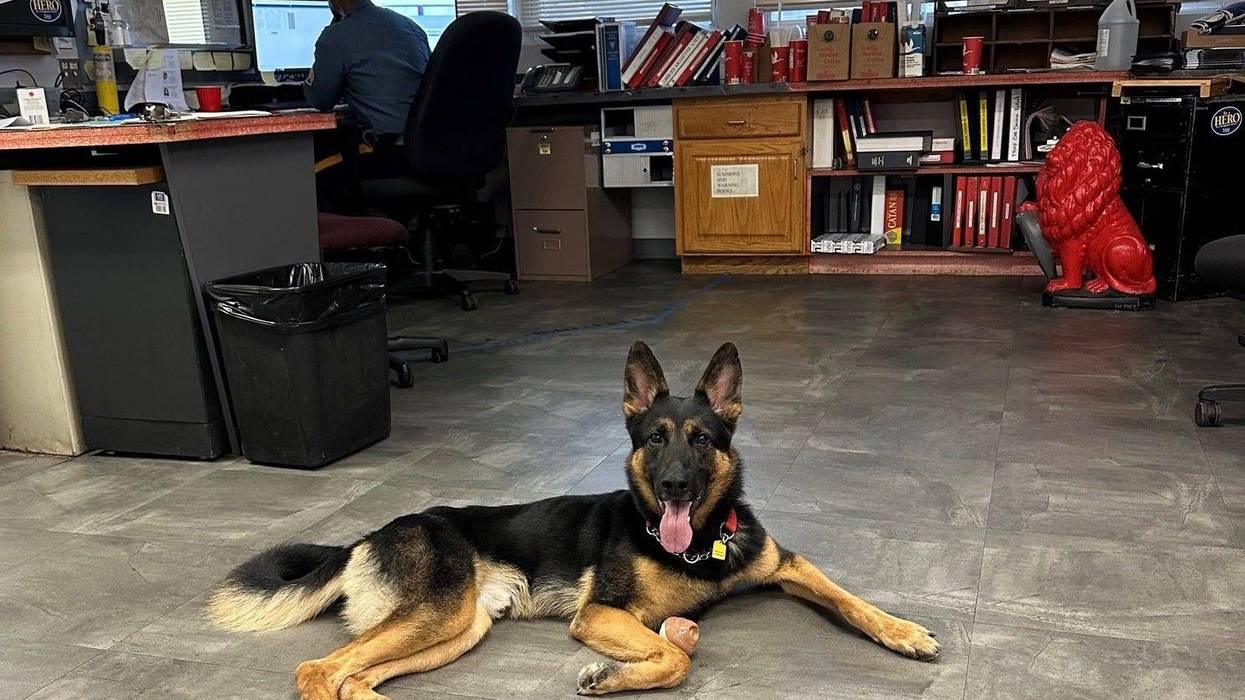 Ace, an 18-month-old German shepherd, was adopted from the Burlington County Animal Shelter in August by a New Jersey state trooper. He will serve as a station canine at the barracks.