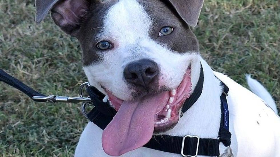Ace Ventura @ Austin Humane Society 9/18/24
