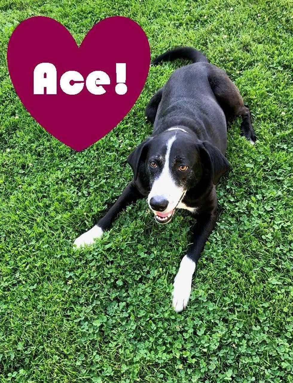 Ace