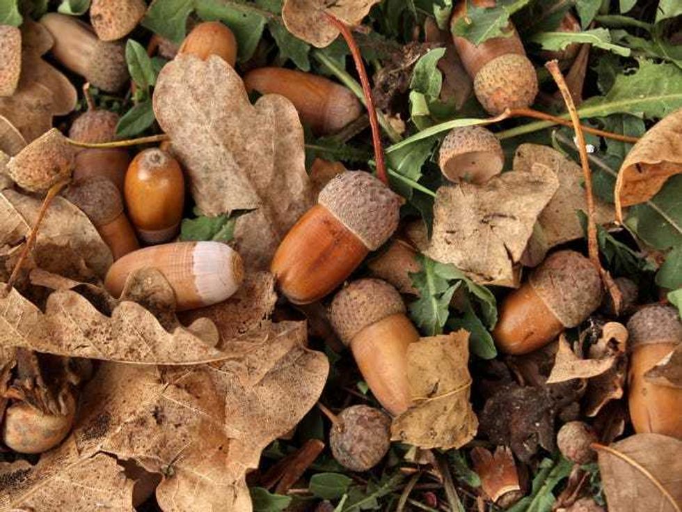 More acorns are falling from trees and here's why