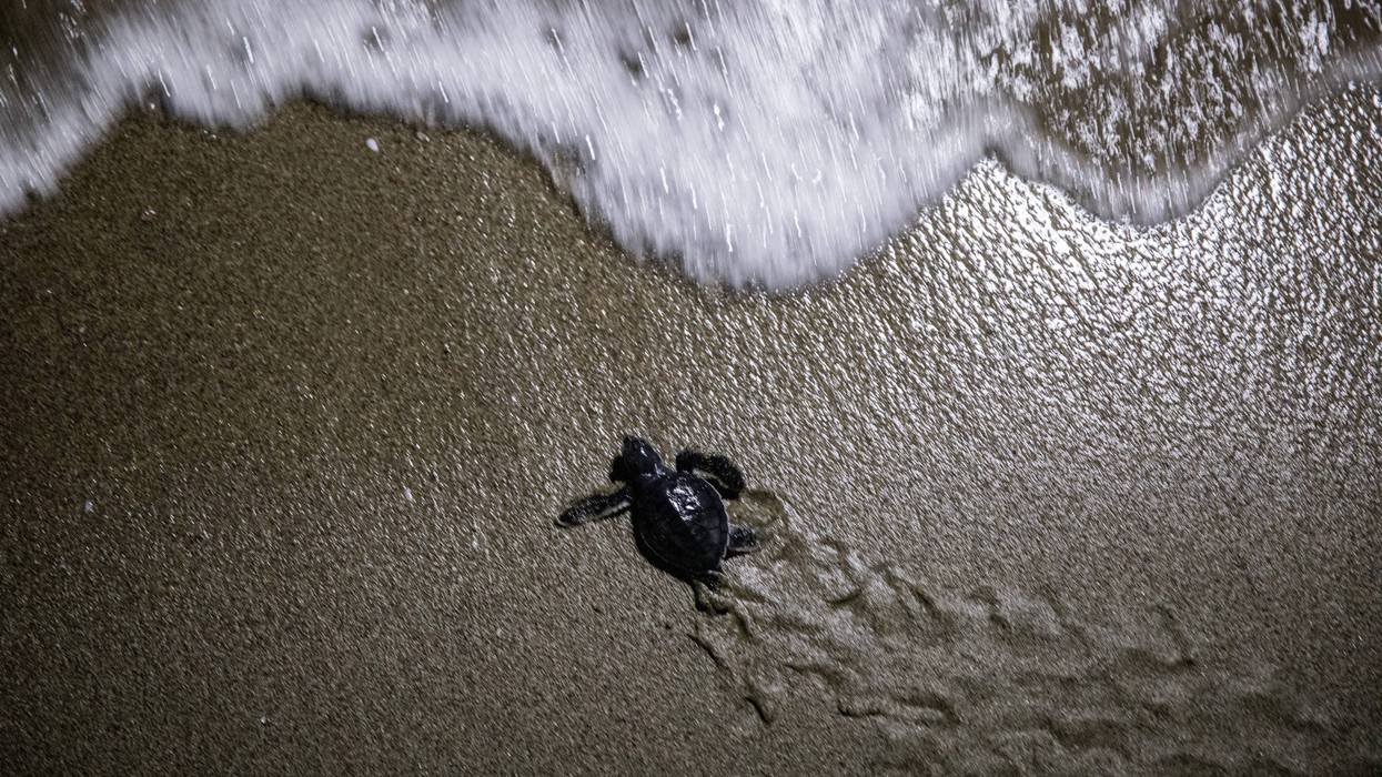 ADANA, TURKEY - AUGUST 23: A rescued baby green sea turtle moves towards the sea after being released by WWF staff after being rescued the previous day from a nest site at Acyatan Beach on August 23, 2018 in Adana, Turkey.