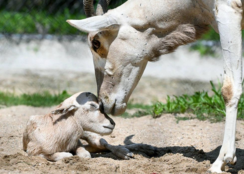 Addax calf