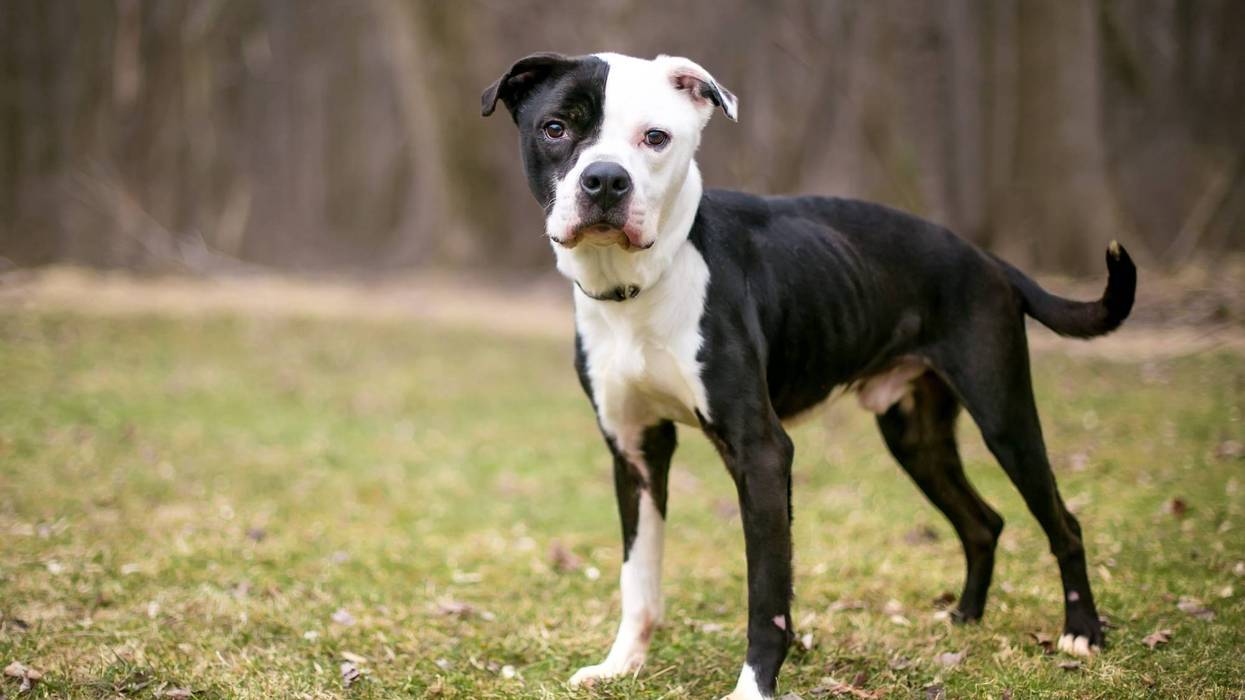 Adopt a dog