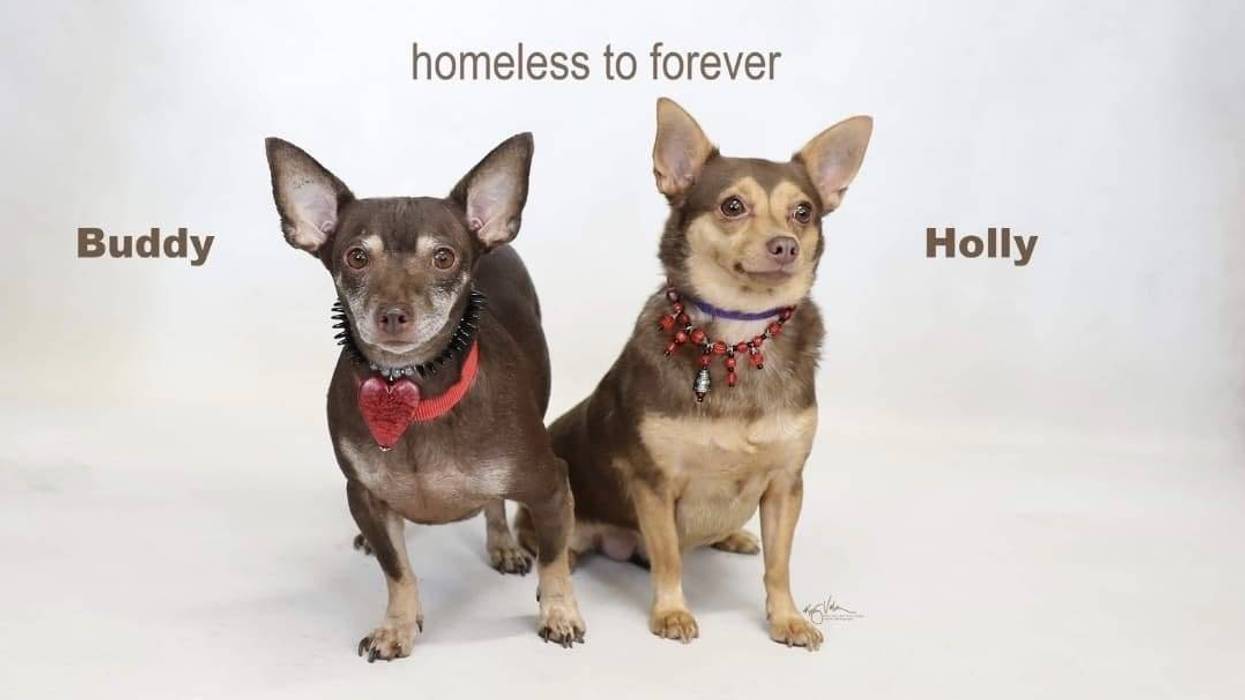 Adopt a Pet, Cat, Kitten, Puppy, Dog, Pet Adoption
