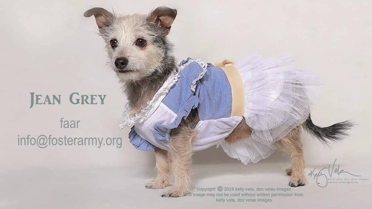 Adopt a Pet, Cat, Kitten, Puppy, Dog, Pet Adoption