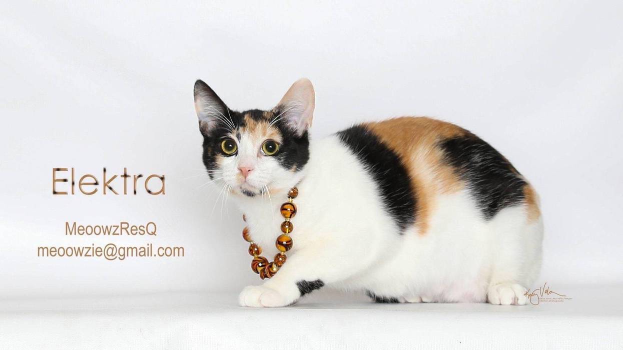Adopt a pet, cats, kittens, puppies, dogs, bunny