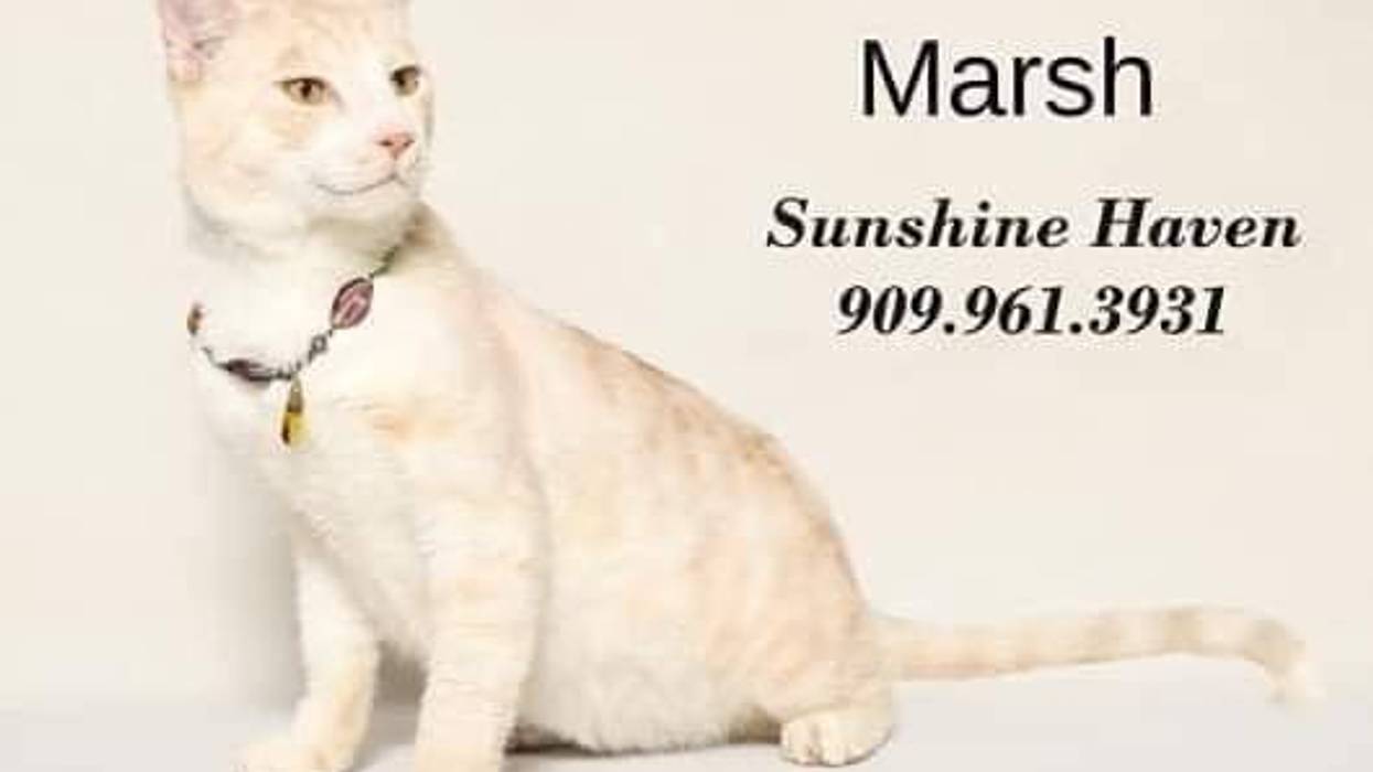 Adopt a pet, cats, kittens, puppies, dogs