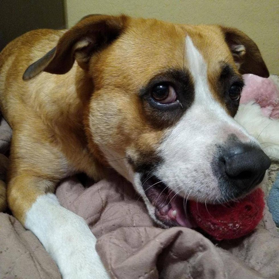 adopt Bo!