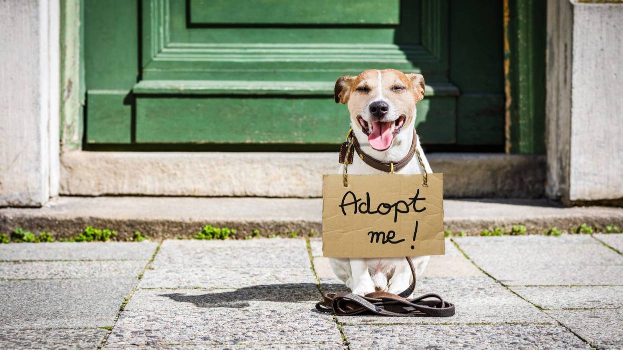 adopt dog