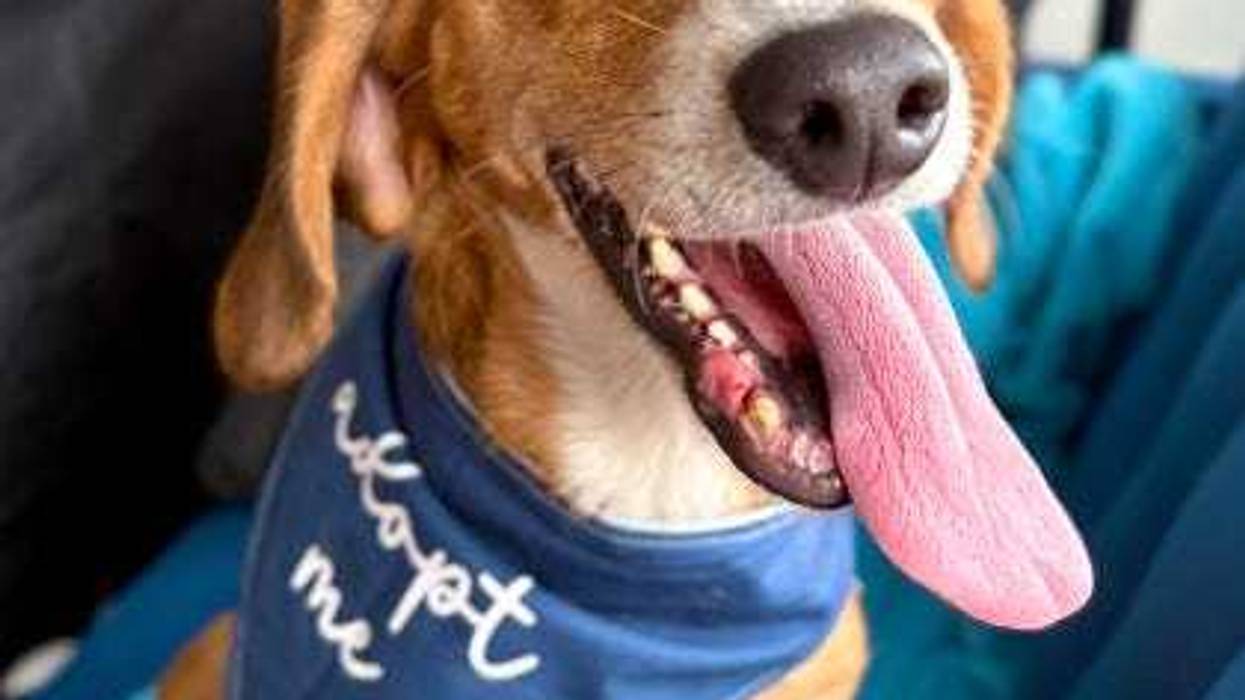 Adopt Don't Shop
