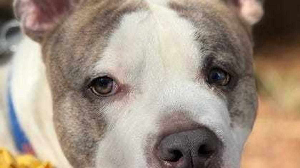 Adopt Don't Shop