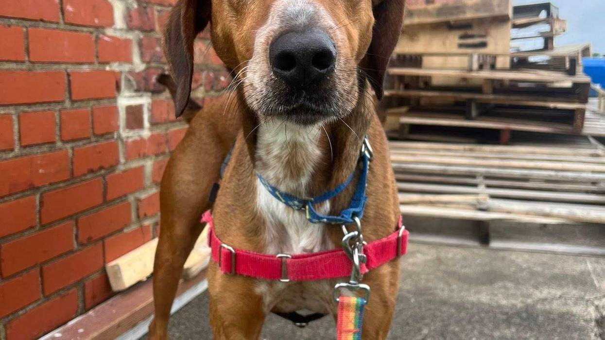 Adopt Don't Shop