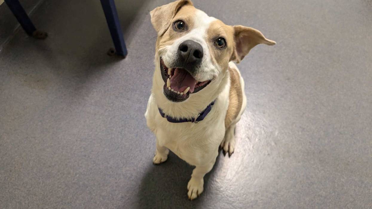 Adopt Don't Shop