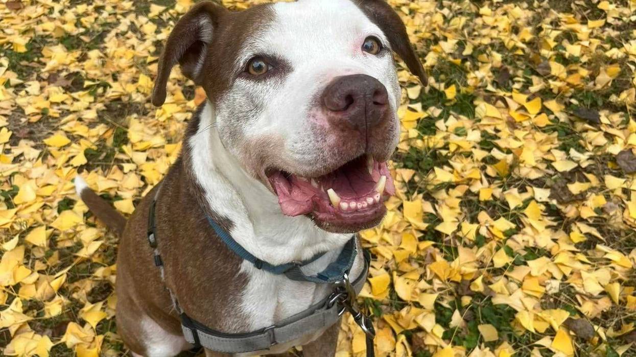 Adopt Don't Shop