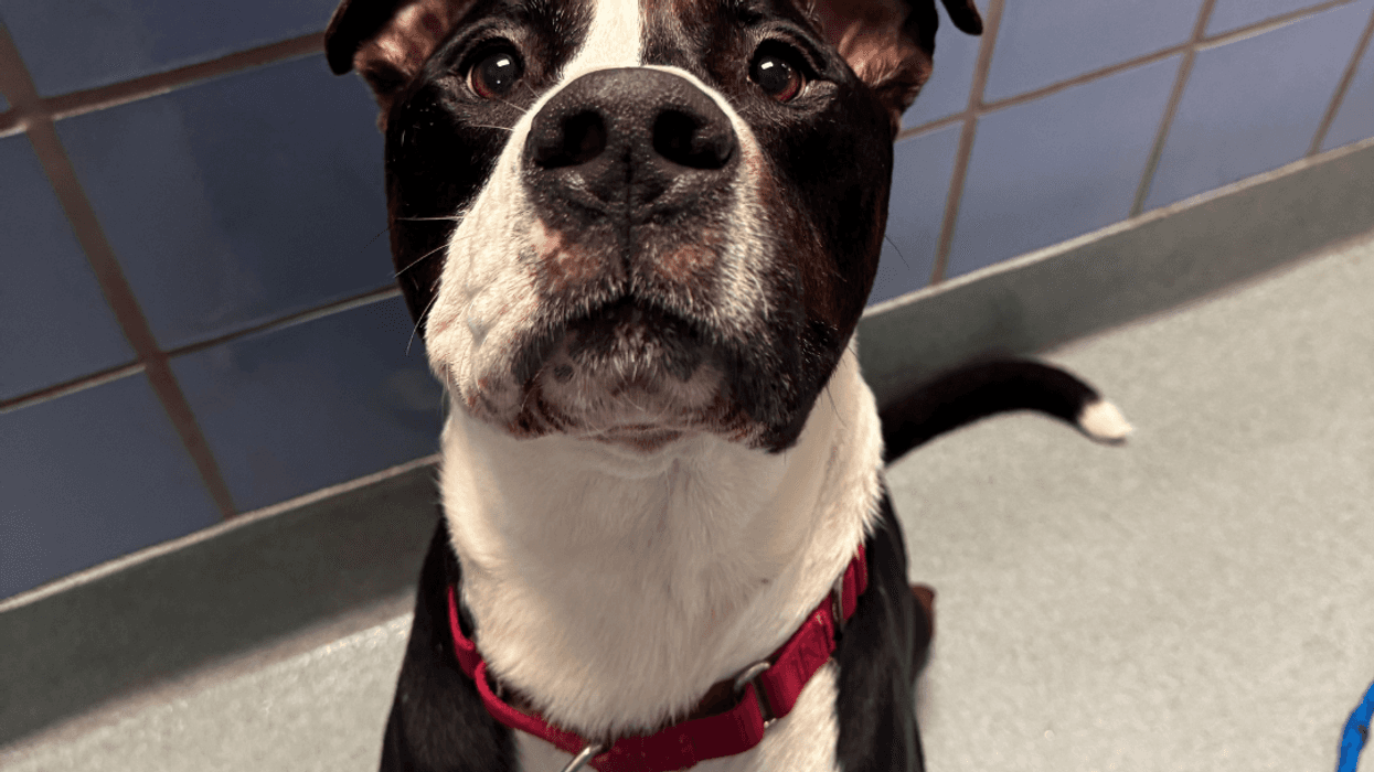 Adopt Don't Shop