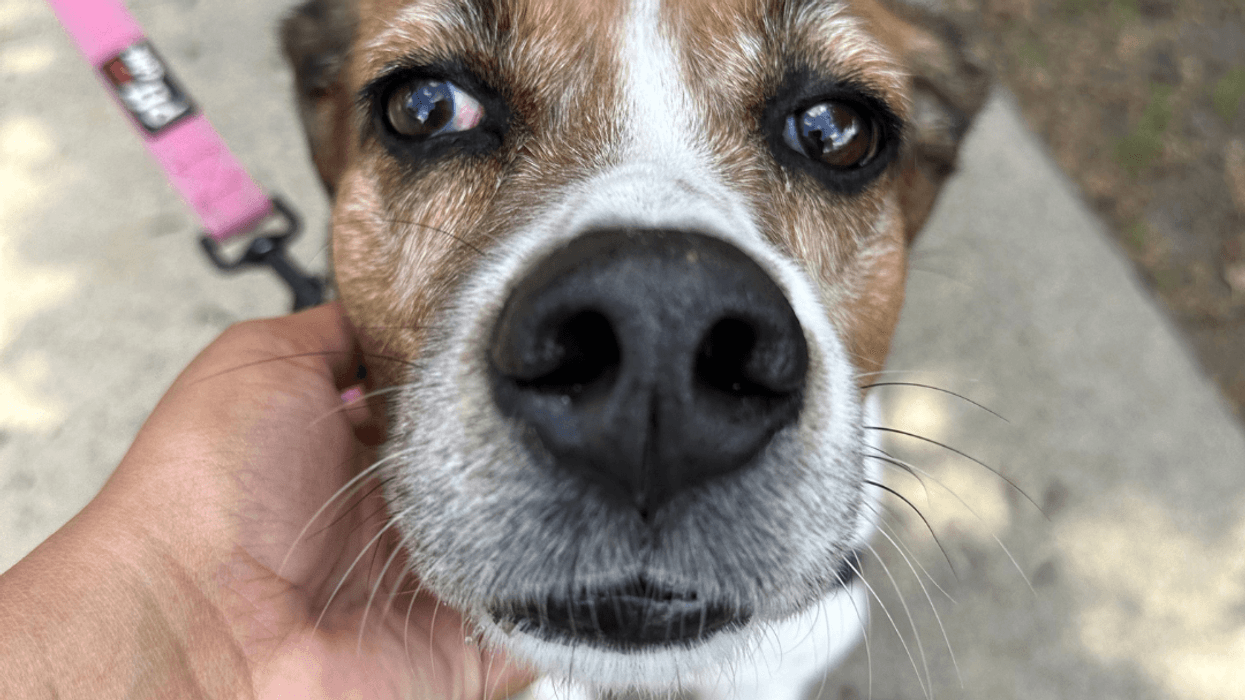 Adopt Don't Shop