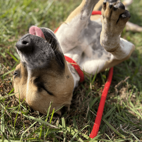 Adopt Don't Shop